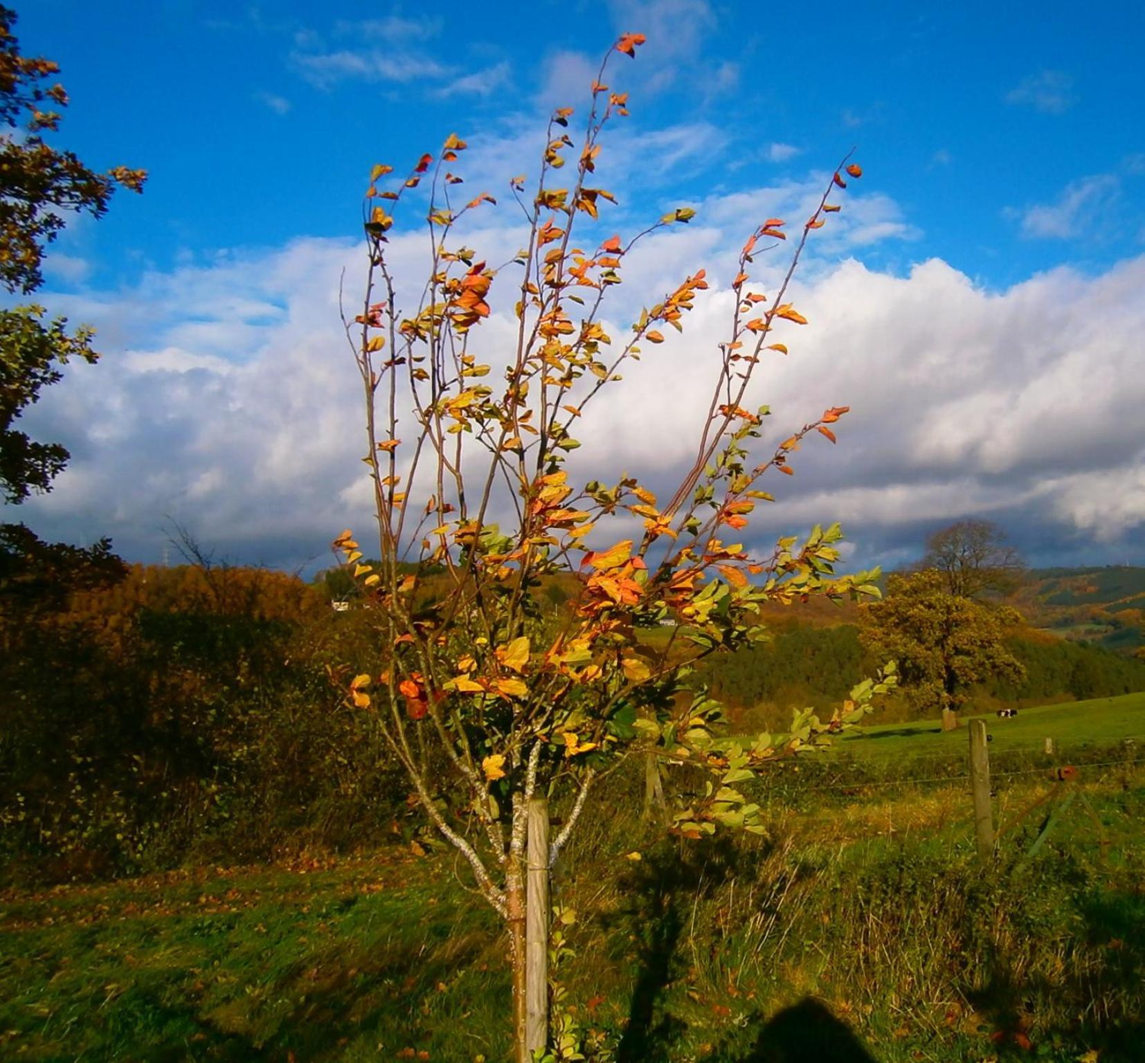 Le Renard'Or Bed and Breakfast Trois-Ponts Buitenkant foto