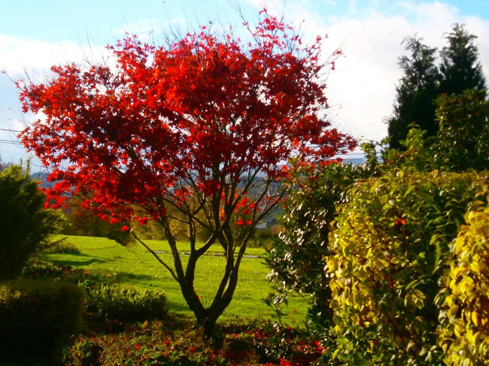 Le Renard'Or Bed and Breakfast Trois-Ponts Buitenkant foto