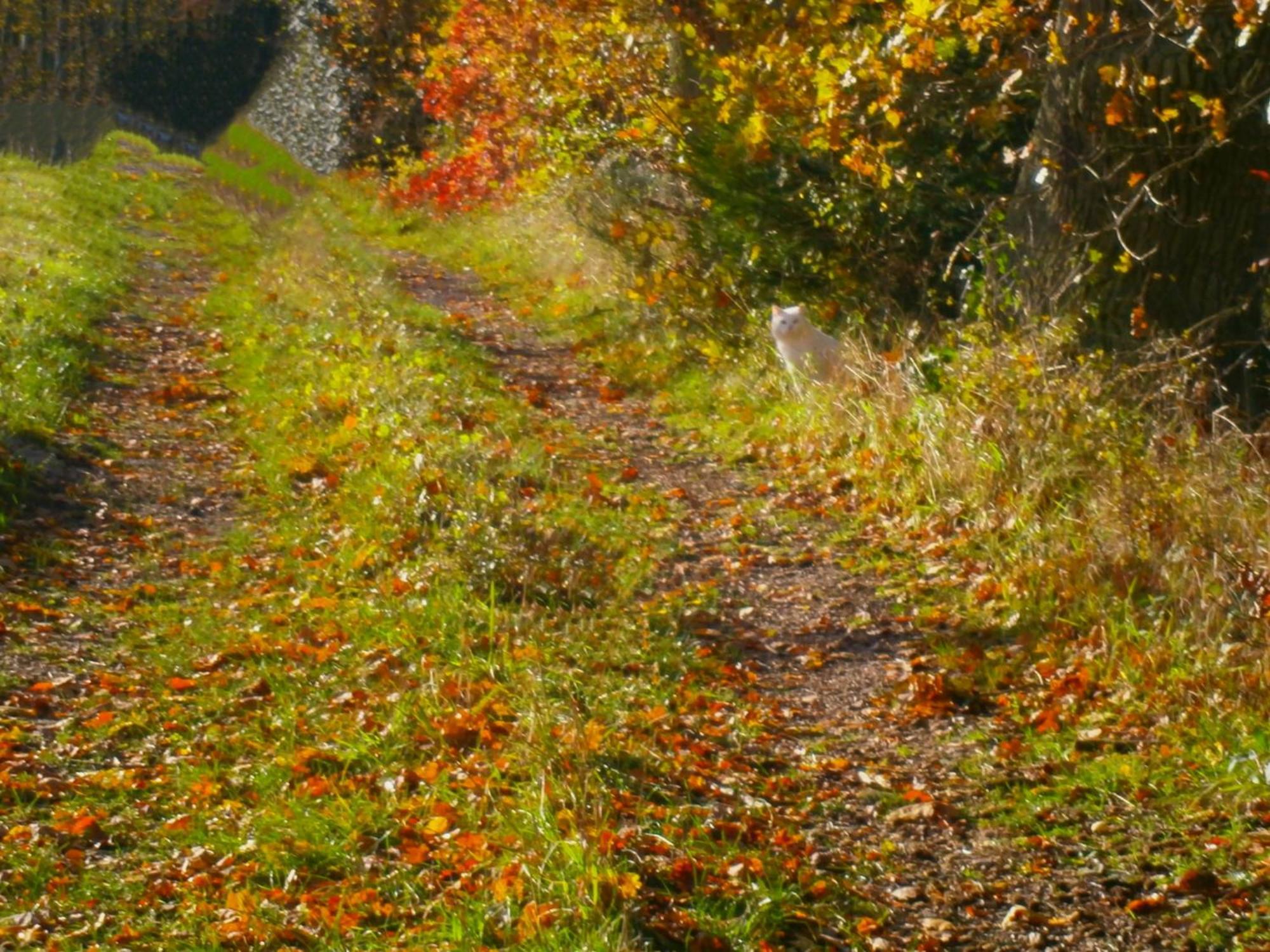 Le Renard'Or Bed and Breakfast Trois-Ponts Buitenkant foto