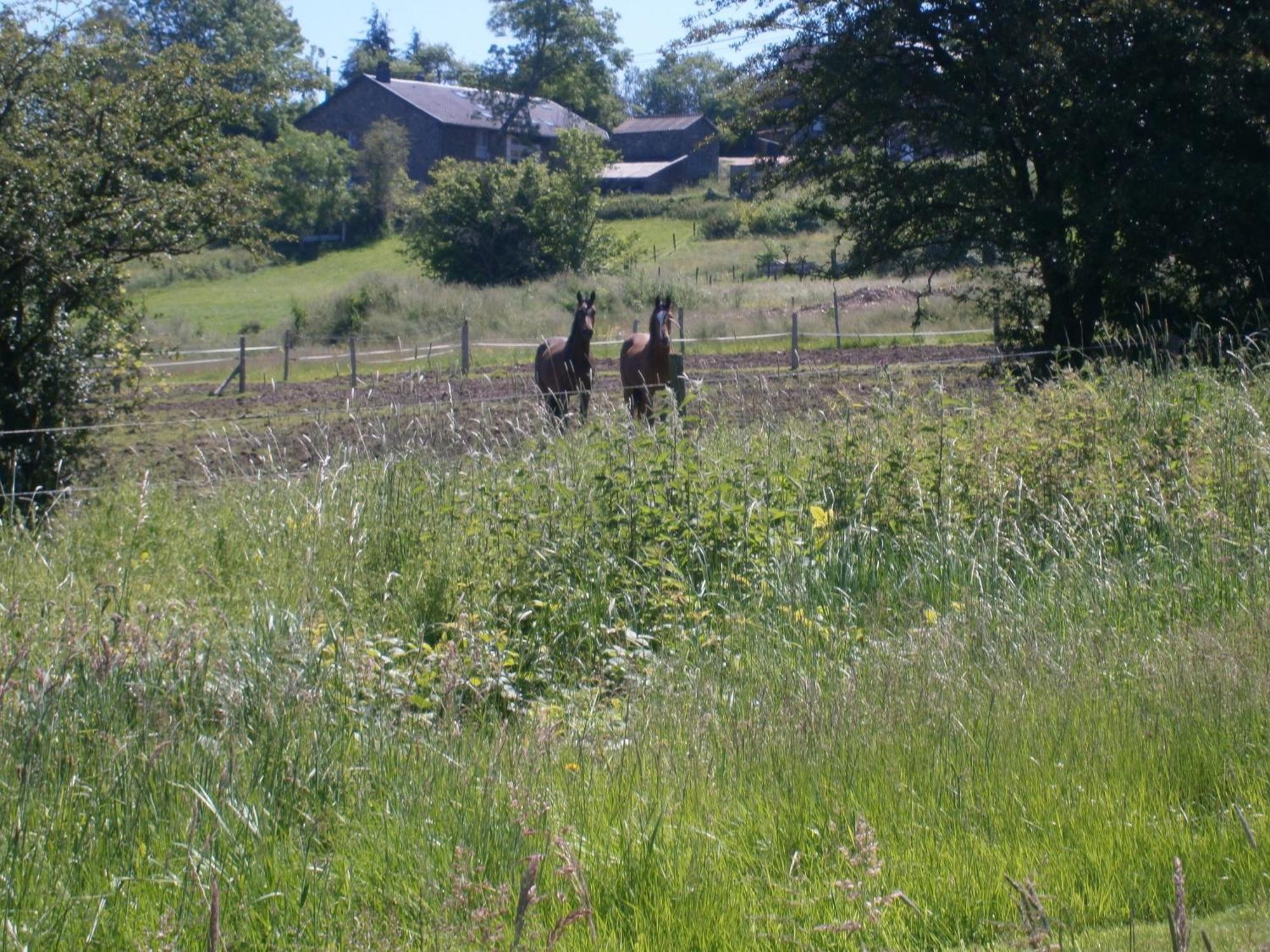 Le Renard'Or Bed and Breakfast Trois-Ponts Buitenkant foto